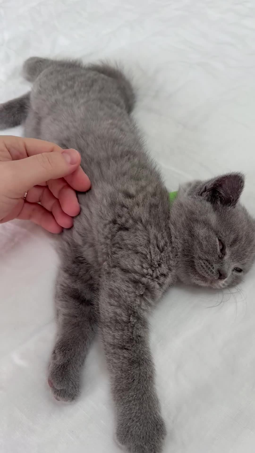 British Shorthair cats for sale: Affectionate male British Shorthair kitten  - Video 1