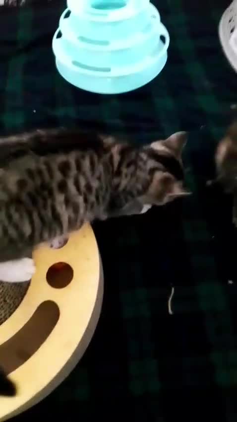 Munchkin cats for sale: Beautiful markings lush coat tabby tuxedo  - Video 5