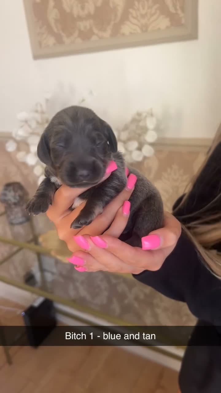 Miniature Dachshund dogs for sale: Miniature dachshund  in Sheffield - Video 2
