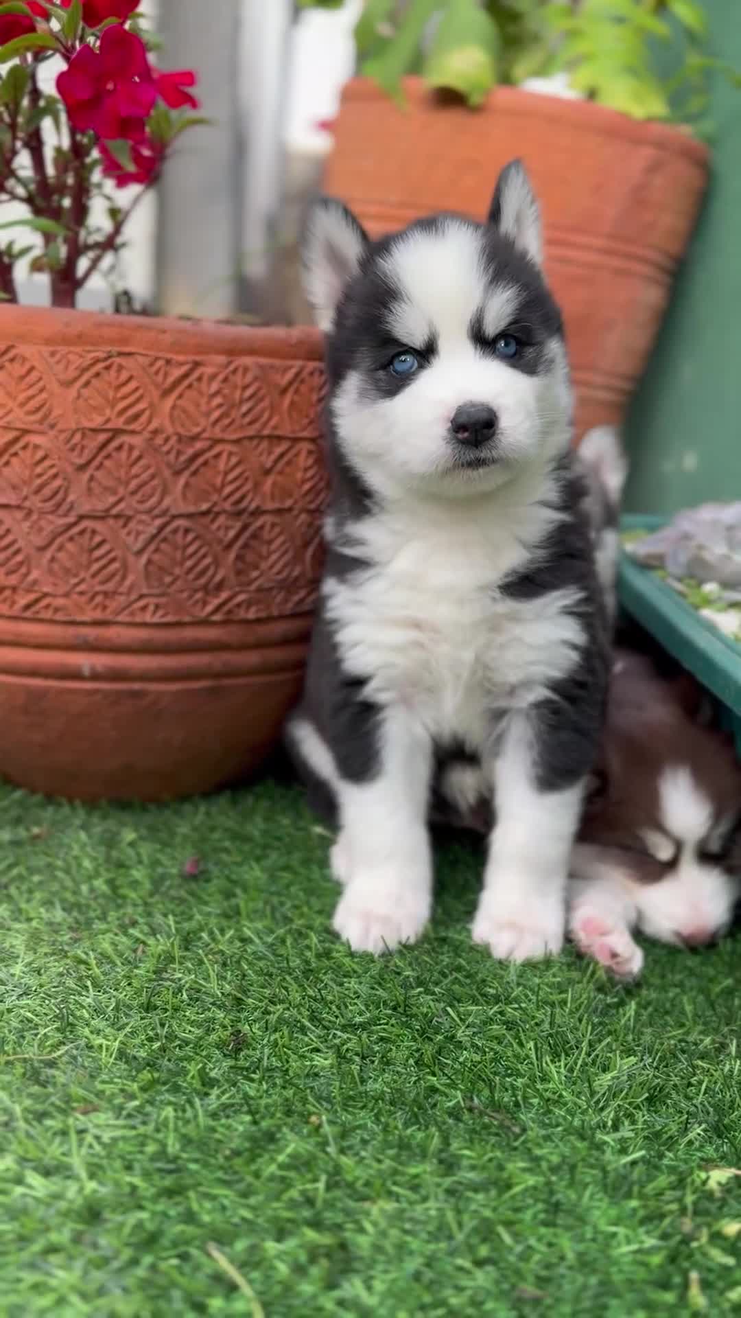 Siberian Husky dogs for sale: Siberian husky puppies - Video 4