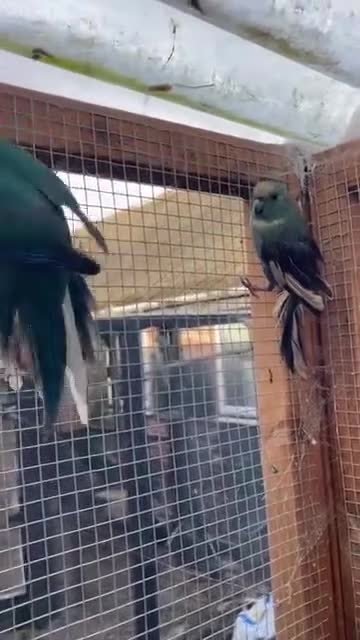 Parrots birds for sale: `Kakariki Pair of blues - Video 1