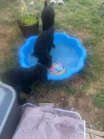 Standard Poodle dogs for sale: Standard poodle pups for sale  in Basildon - Video 2
