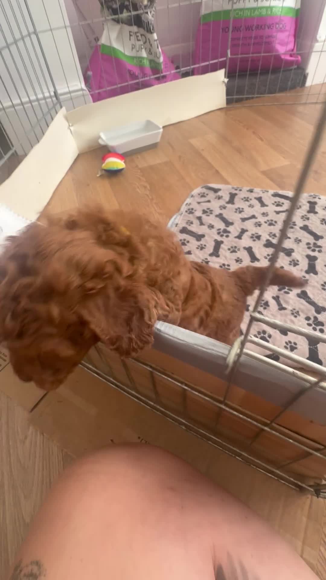 Toy Poodle dogs for sale: ✨Toy Poodle Puppies 🌟 - Video 4