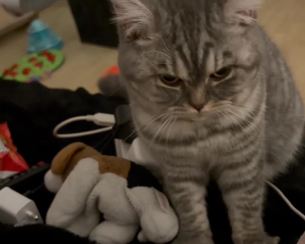 British Shorthair cats for sale: 3 Kittens•Full Pedigree•Champions bloodline•GCCF - Video 1