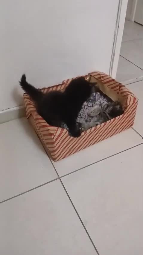 Mixed Breed cats for sale: Fluffs&Sibs - Video 1