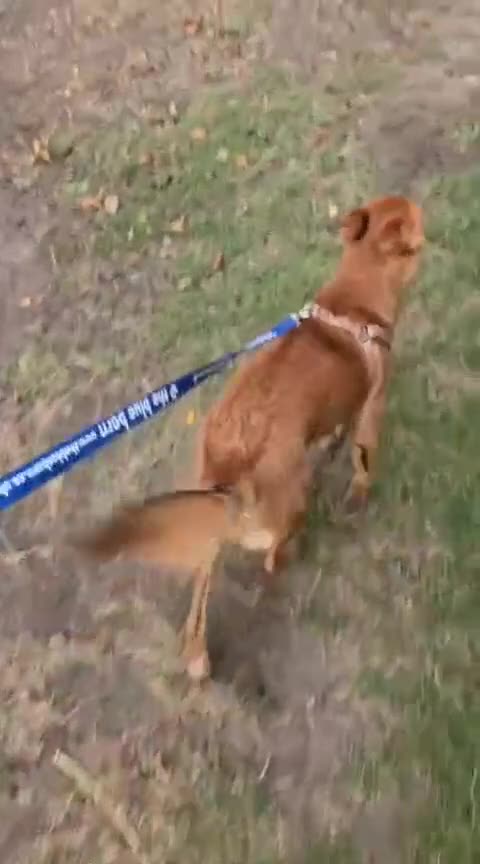 Mixed Breed dogs for adoption: URGENT: 💙ARCHIE & ARNY – Two Ginger Love-Bugs💙 - Video 1