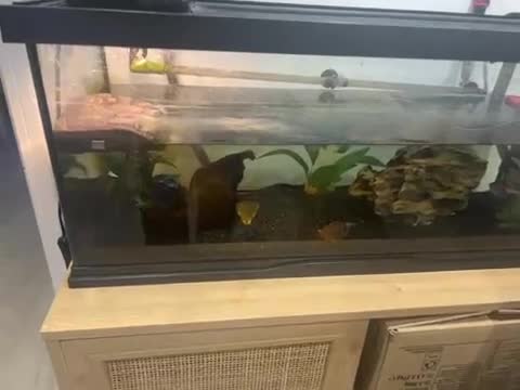 Turtle reptiles for sale: 2 x razorback musk turtles in Frinton-on-Sea - Video 1