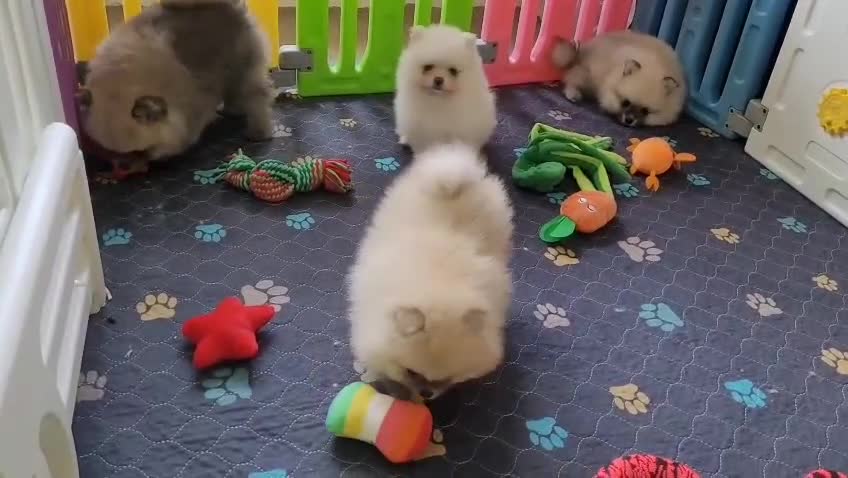 Pomeranian dogs for sale: Stunning KC Pomeranian Puppies for sale - Video 3