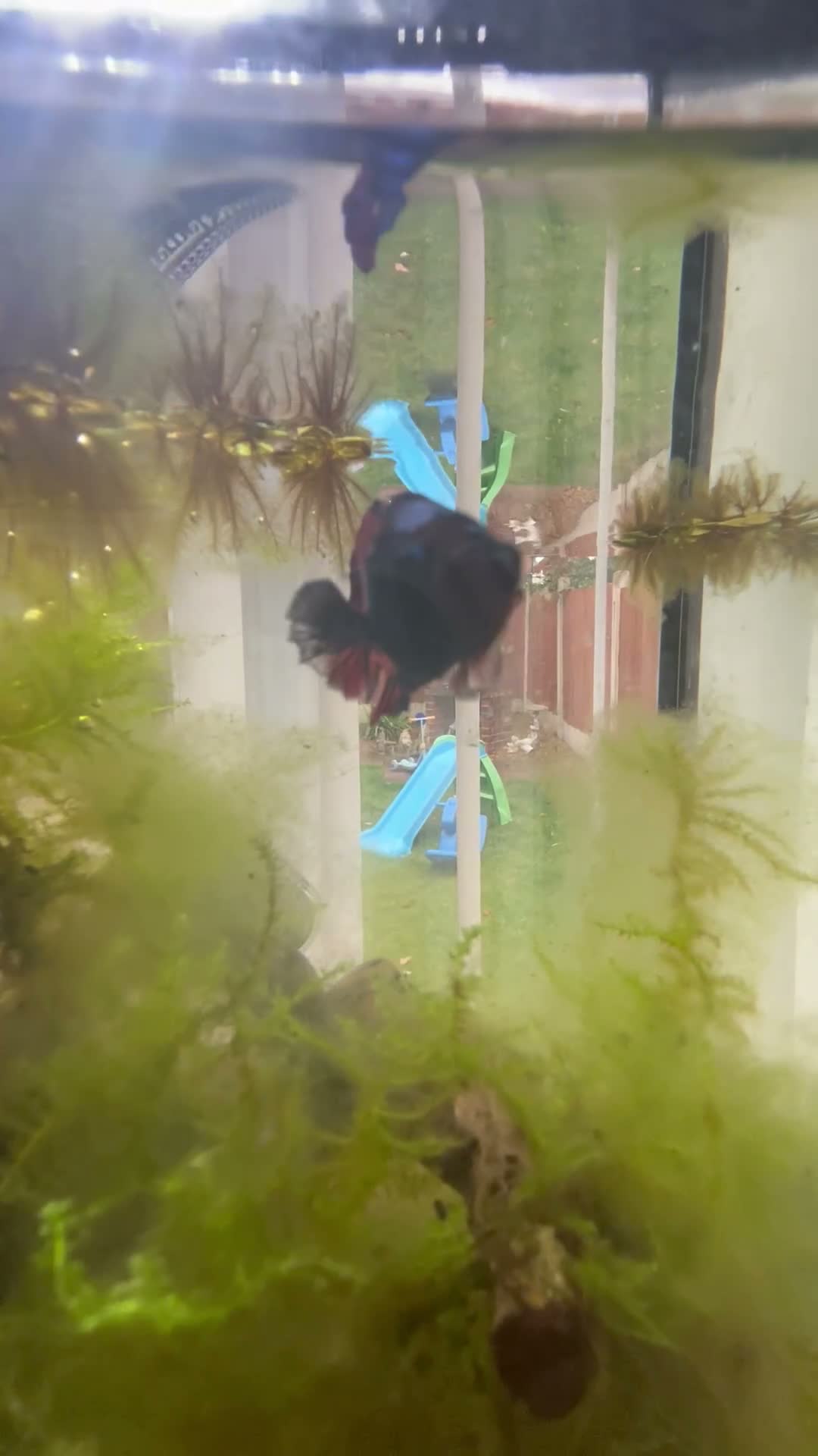 Bettas fish for sale: Betta fish and tank’s - Video 1