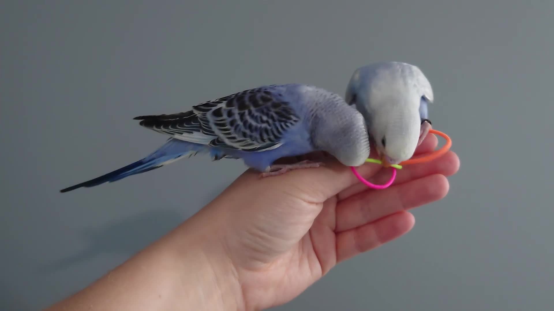 Budgerigars birds for sale: Hand reared silly tame baby budgies  - Video 1