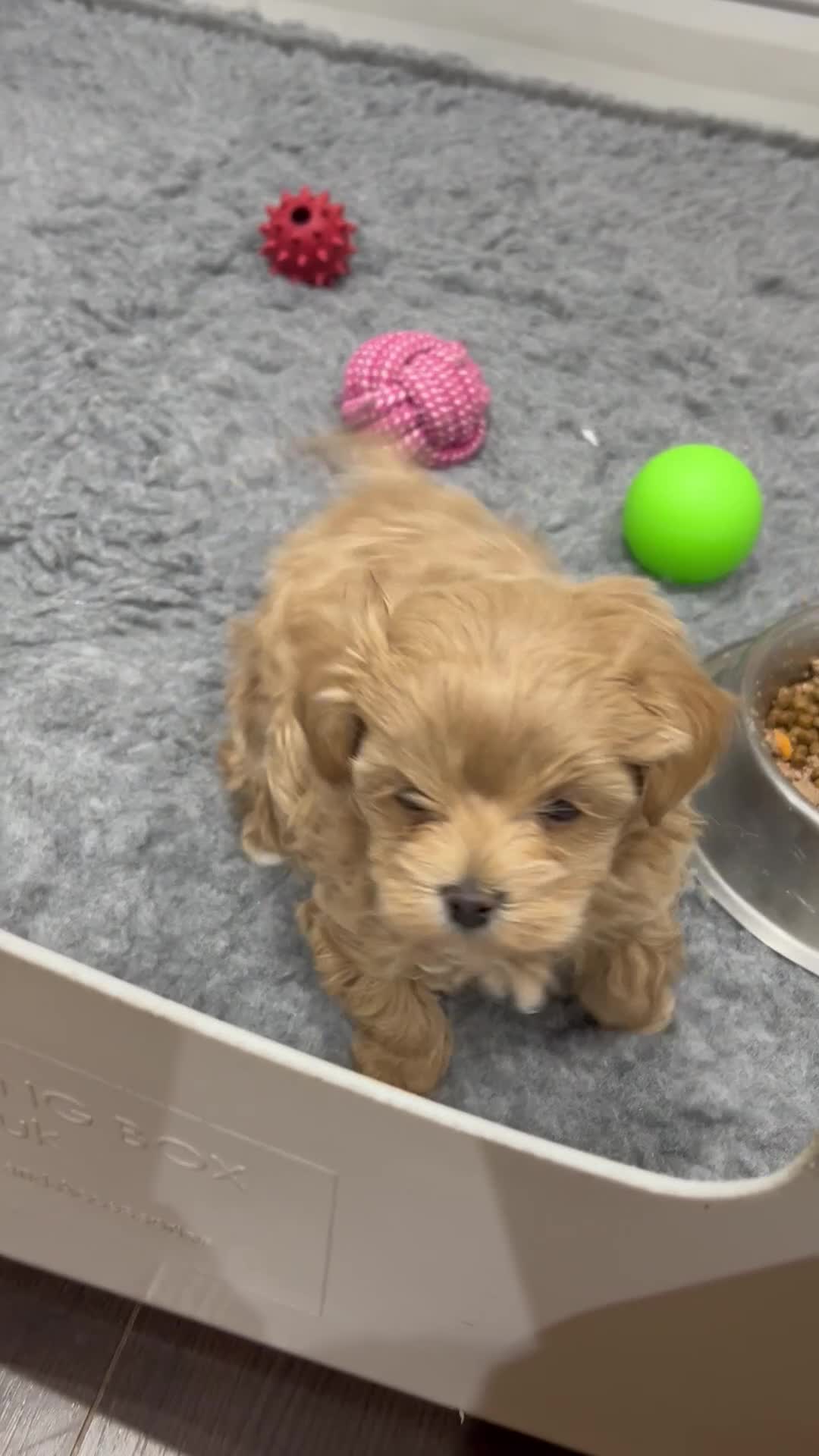 Maltipoo dogs for sale: Stunning F1 Maltipoo Baby Boy - Video 1