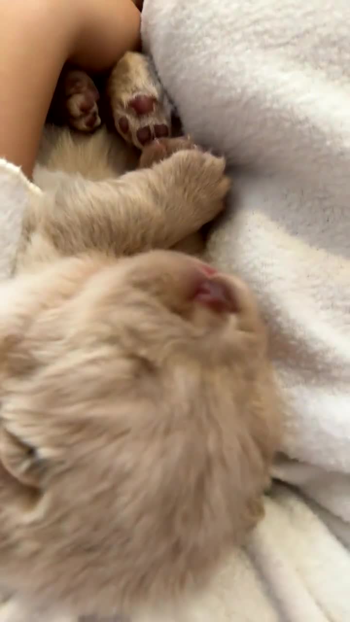 Chow Chow dogs for sale: 🔥 UK best Lilac platinum 🧸 chow chows KC  - Video 1