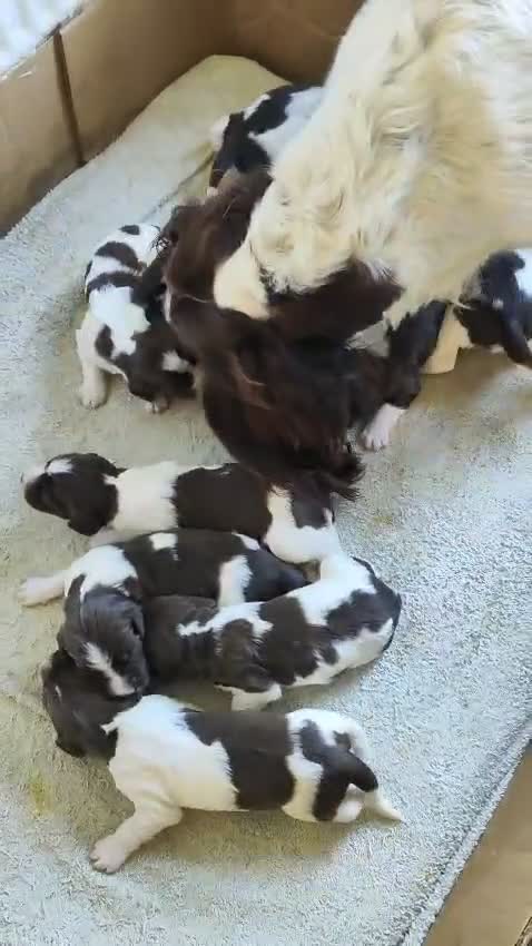 English Springer Spaniel dogs for sale: ESS girl puppies  - Video 1