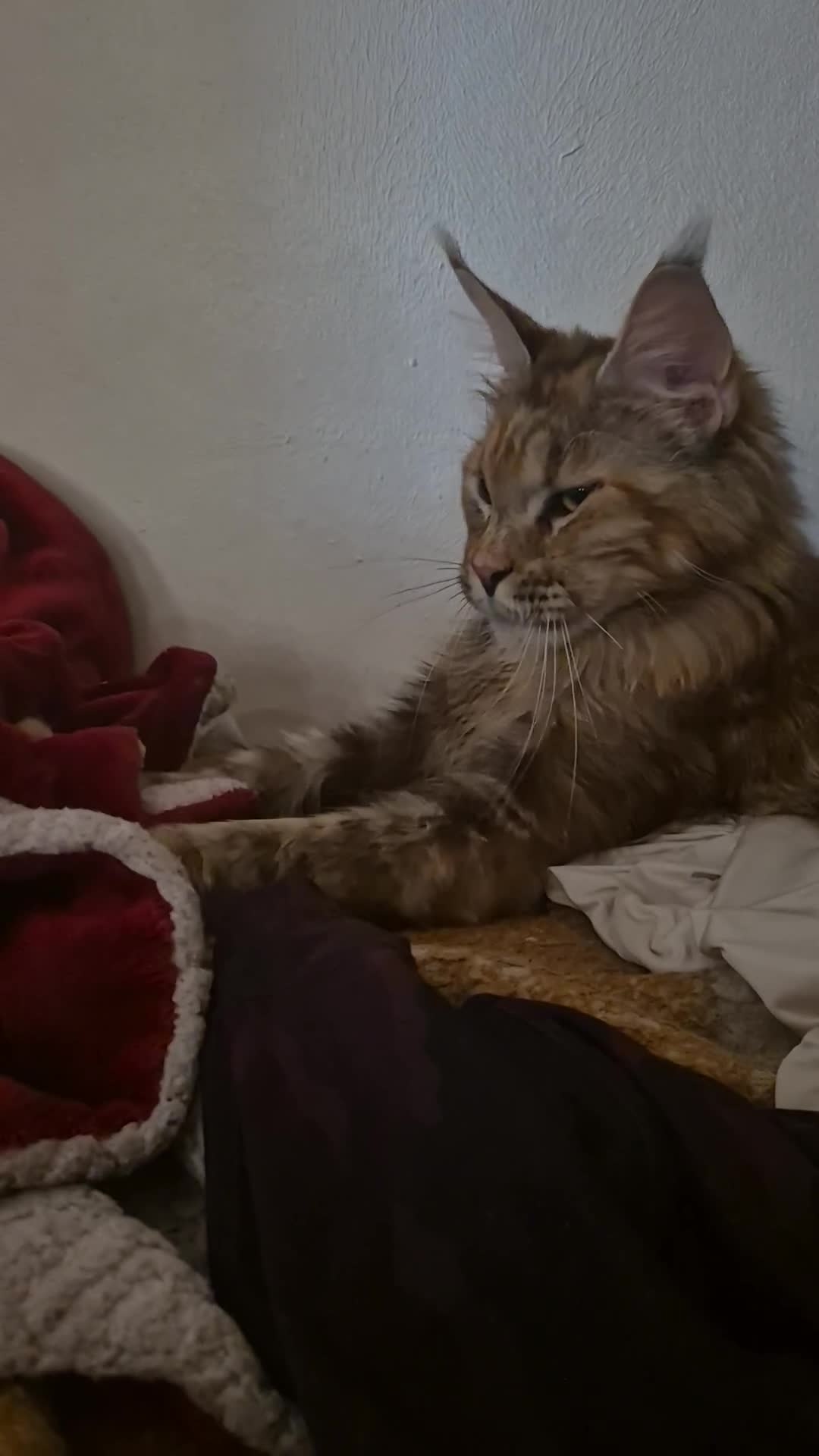 Maine Coon cats for sale: Pedigree MC girl  - Video 1