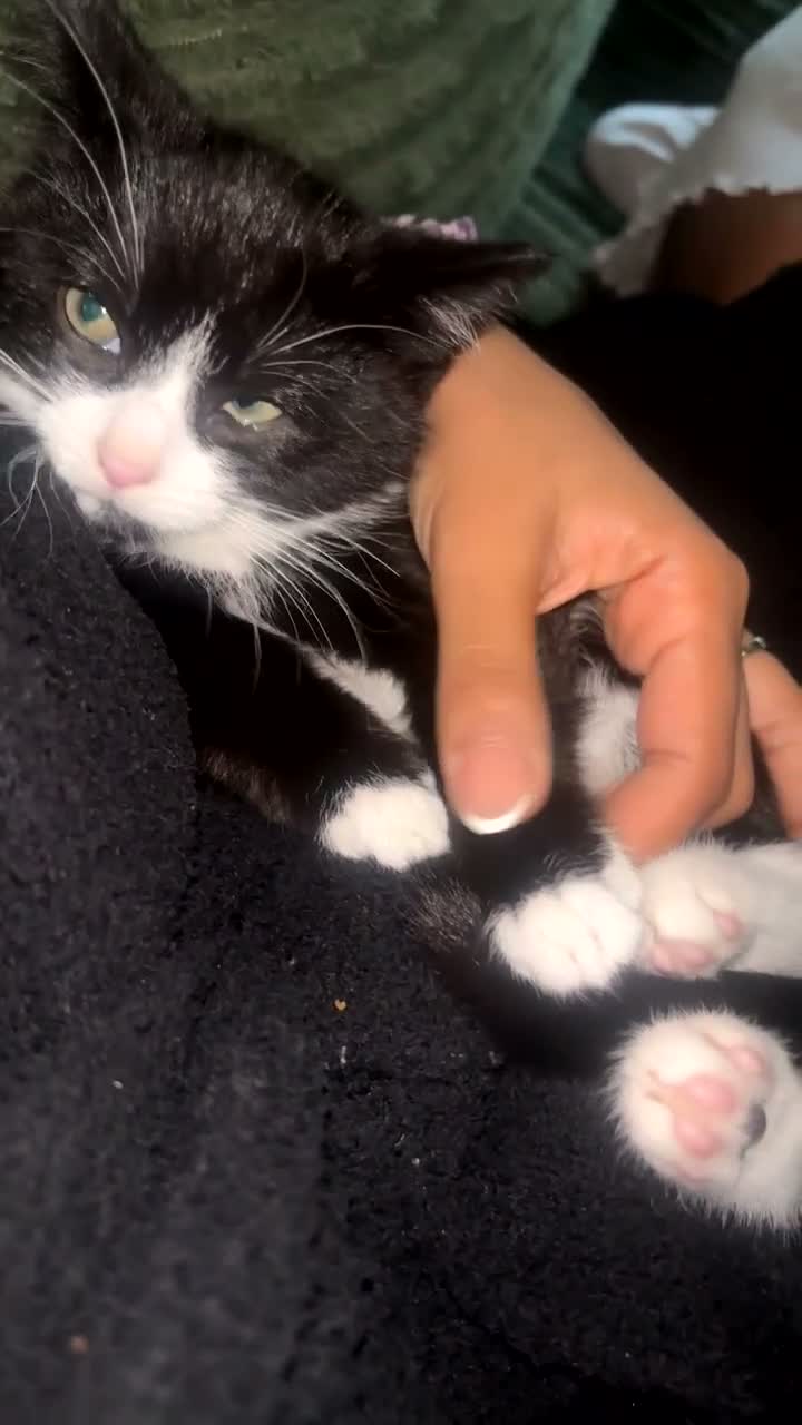 Mixed Breed cats for sale: Tuxedo kitten  - Video 1