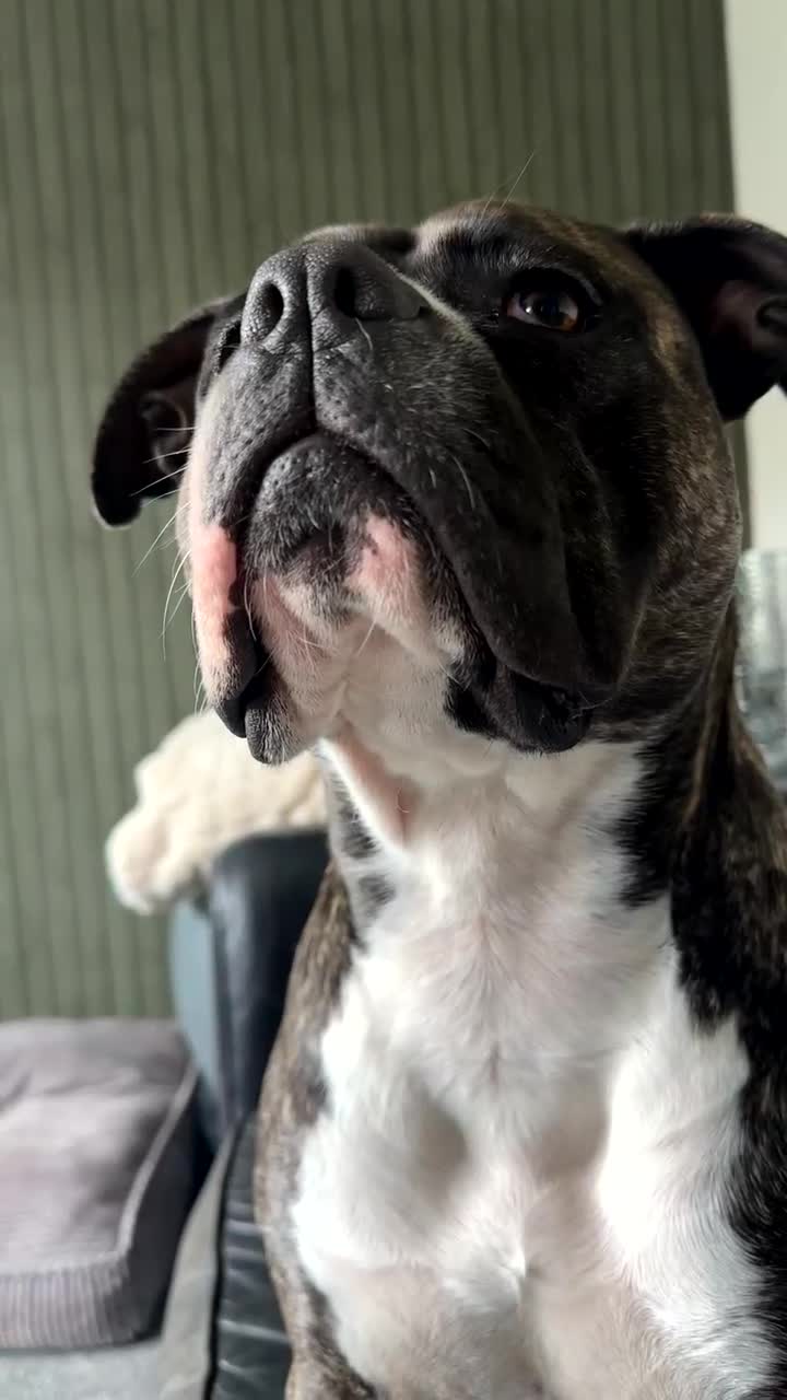 Staffordshire Bull Terrier dogs for sale: Eddie is 3 in Dec he is a gorgeous boy - Video 2