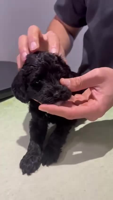 Cockapoo dogs for sale: 💛*COCKERPOO’S READY NOW in Cheshire*💛🏡 - Video 5