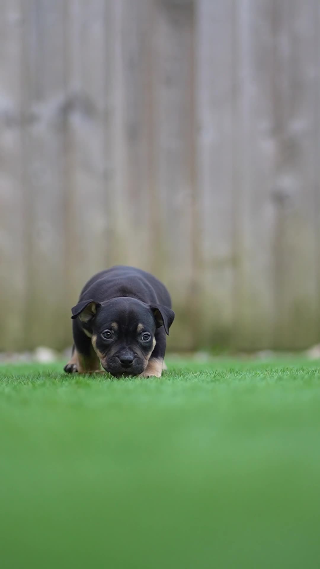 American Bully dogs for sale: Pocket Bully Puppies - Video 4