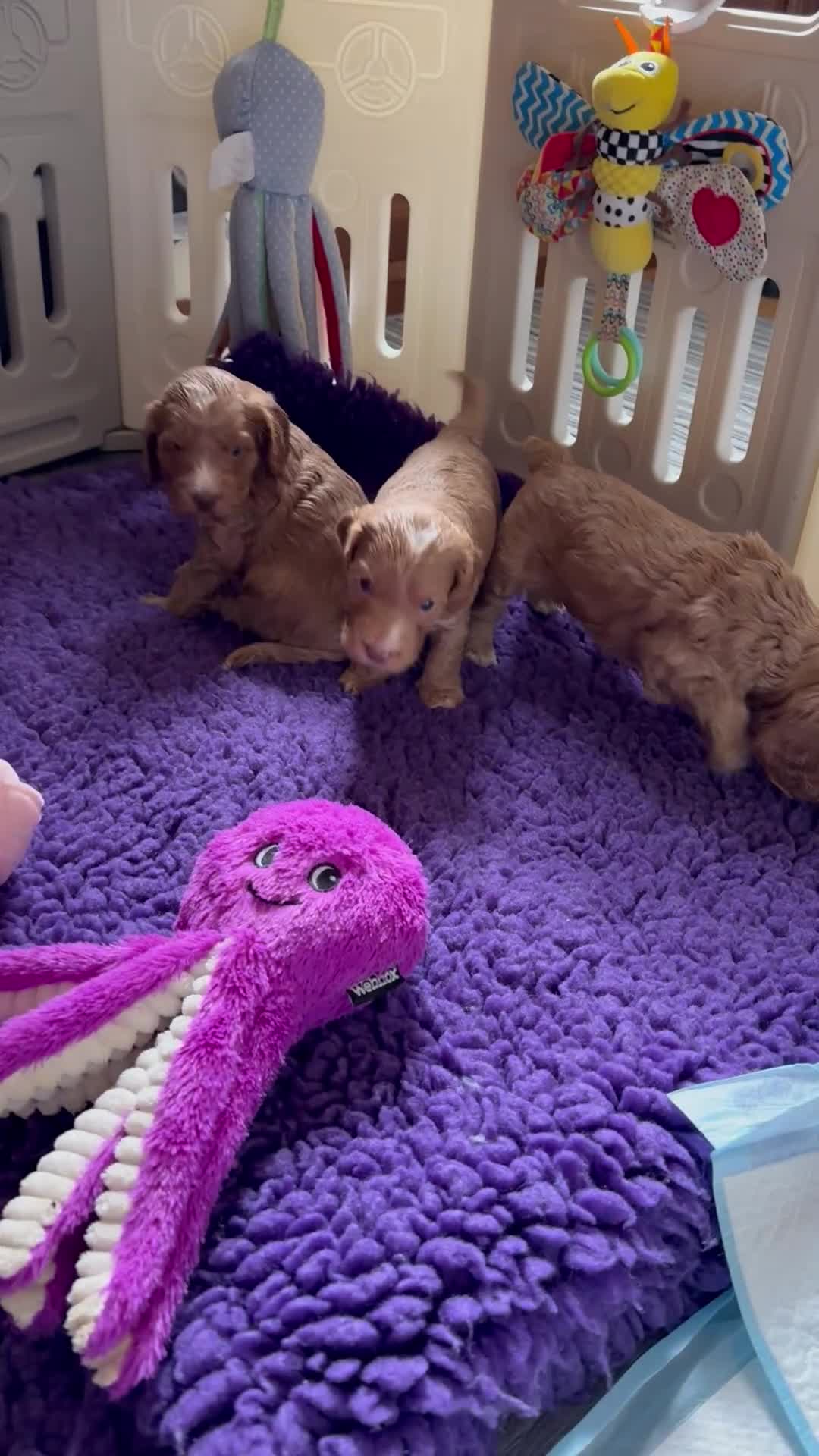 Cockapoo dogs for sale: F1 SHOW COCKAPOOS EXT DNA TESTED  - Video 4