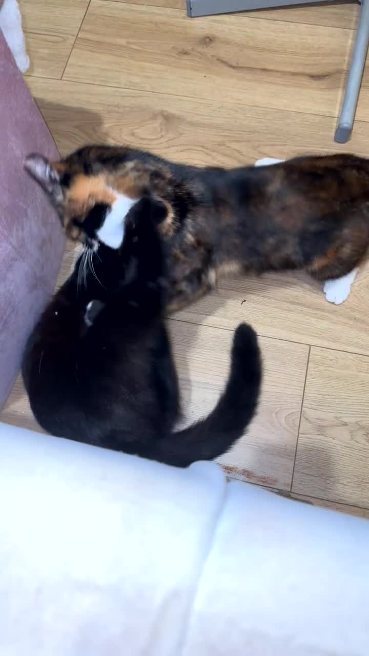 Mixed Breed cats for sale: 2 female kittens 🐈‍⬛ 🩷 - Video 2