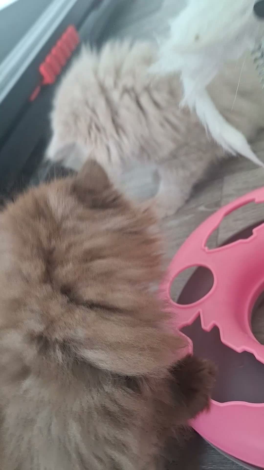 British Longhair cats for sale: Two boy british long haired kittens - Video 1