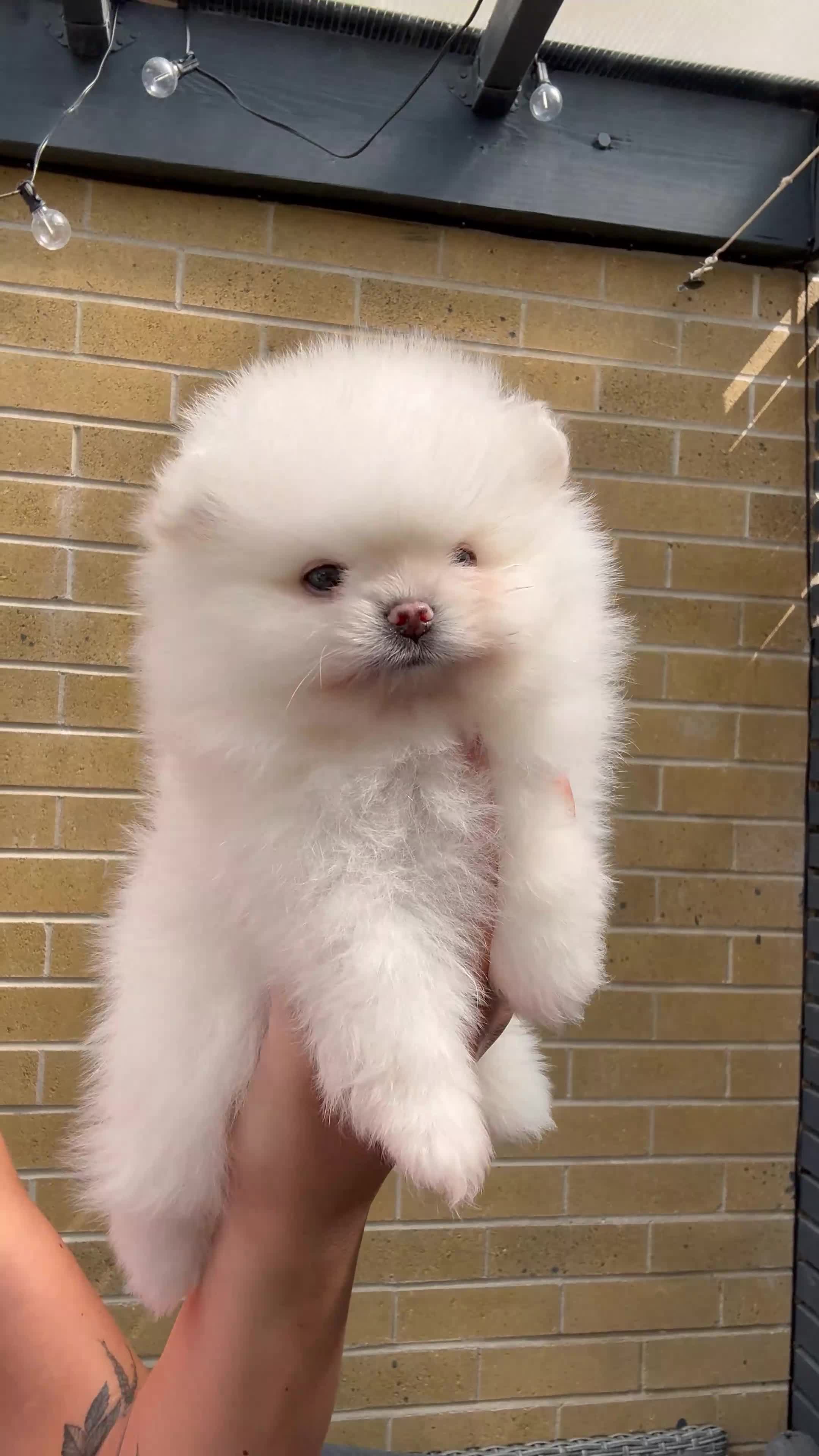 Pomeranian dogs for sale: High quality KC reg puppies from imported lines - Video 2