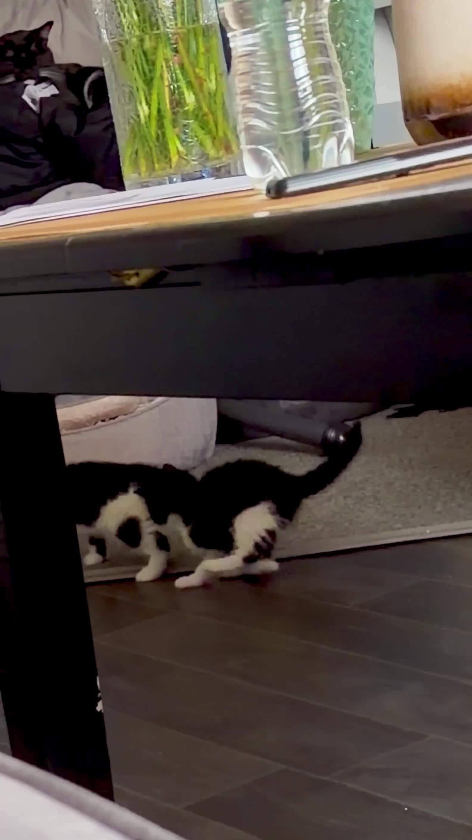 British Shorthair cats for sale: Cute kittens for sale - Video 1