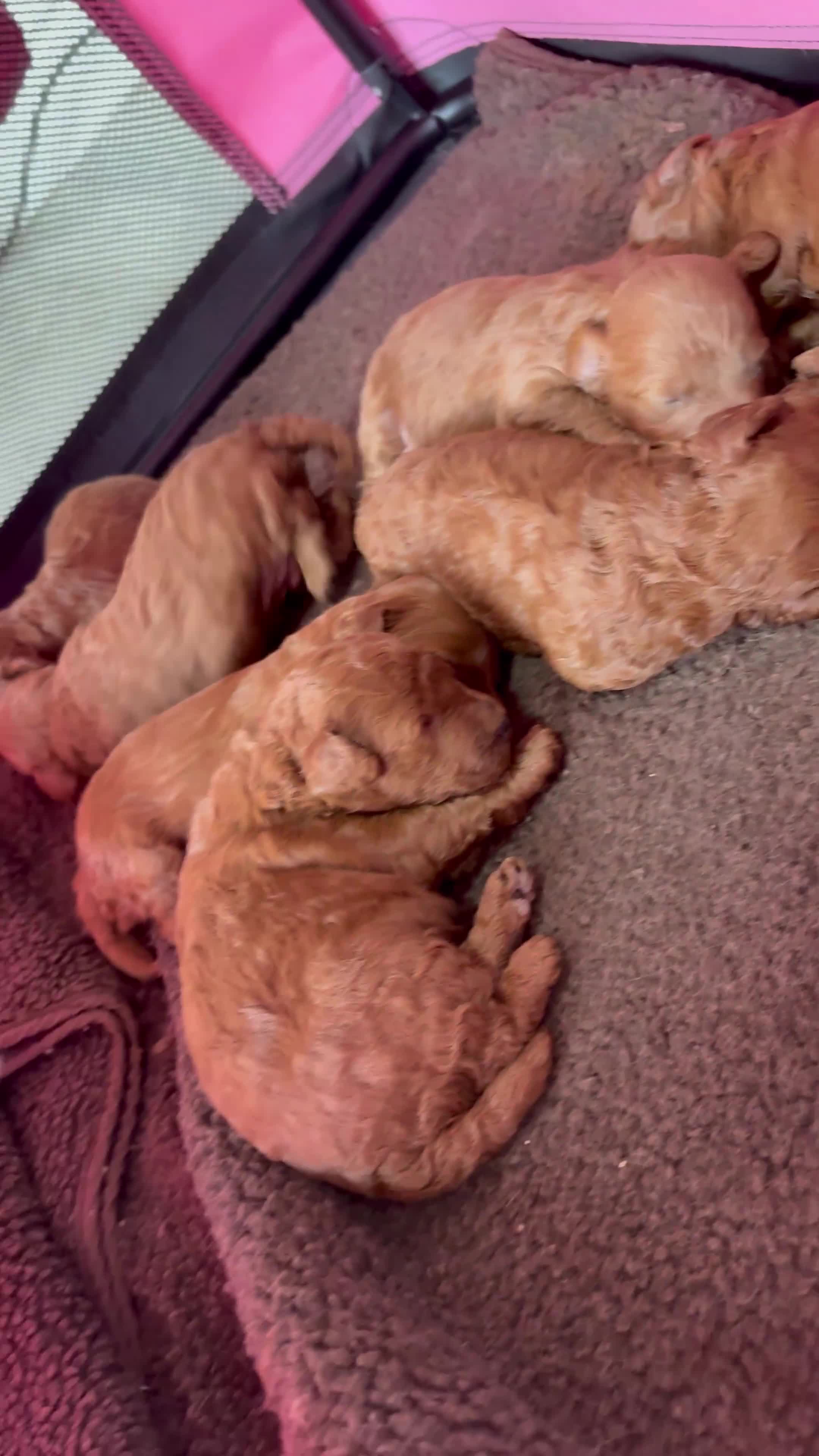 Cavapoo dogs for sale: Toy Cavapoo F1bb last two boys 💙💙 - Video 3