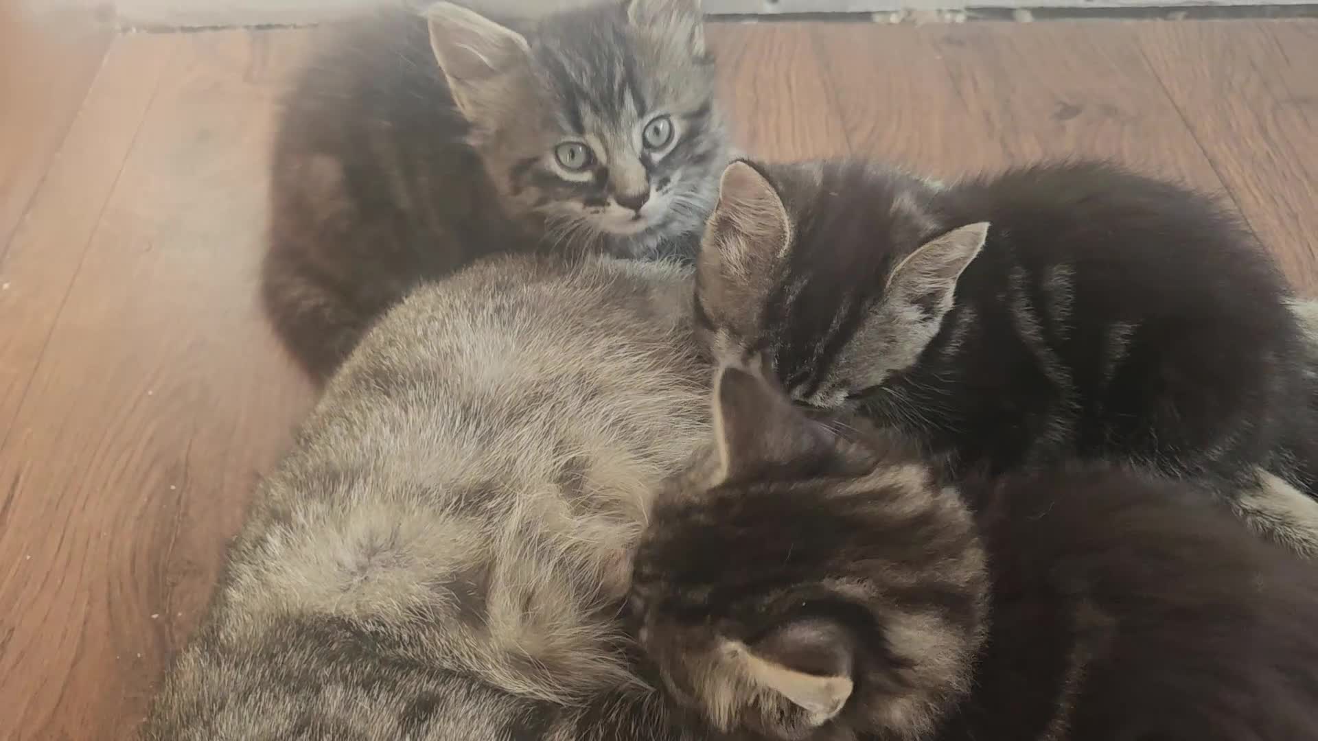 Mixed Breed cats for sale: Kittens for sale - Video 3