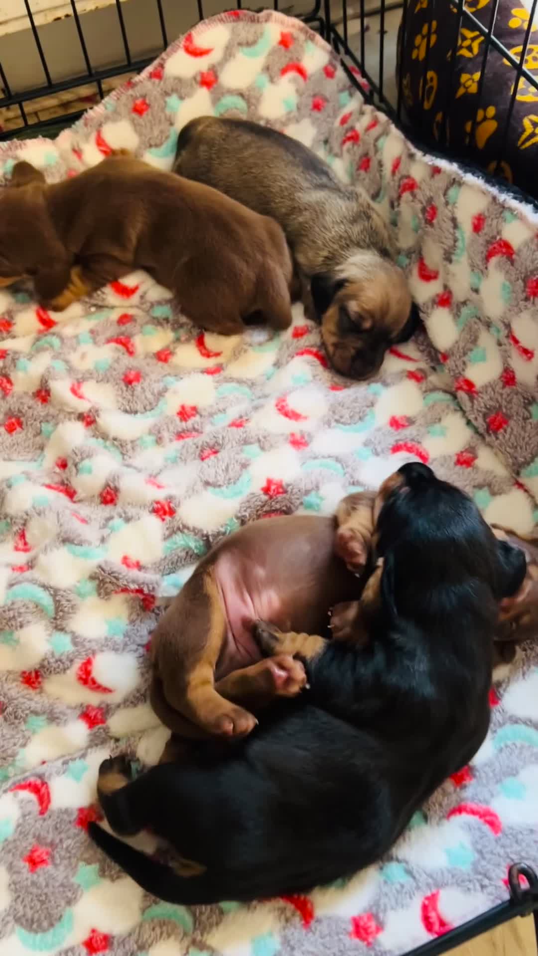 Dachshund dogs for sale: Miniature dachshunds in Derby - Video 2