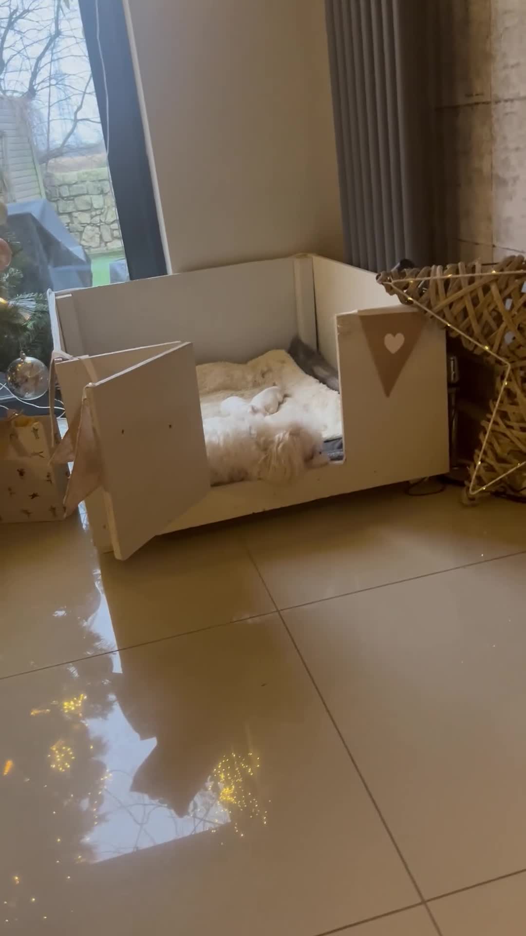 Maltese dogs for stud: Charlie Maltese stud - Video 1