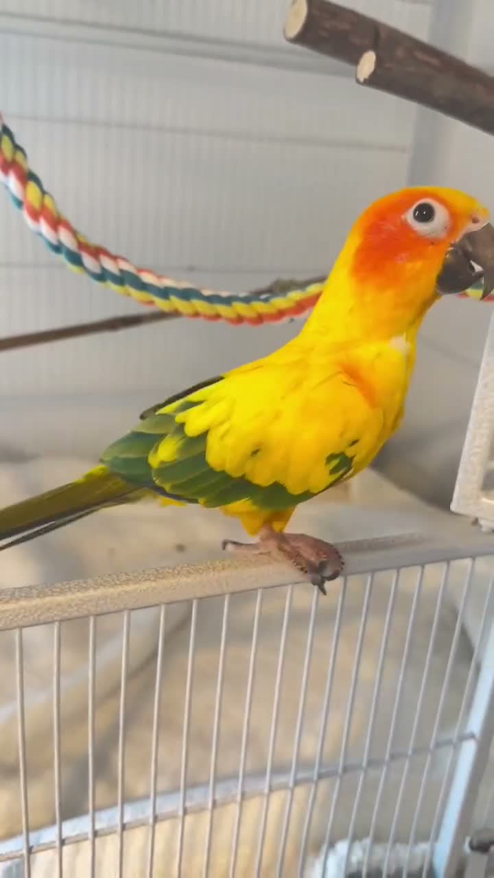Conures birds for sale: Sun Conure Rehoming!  - Video 1