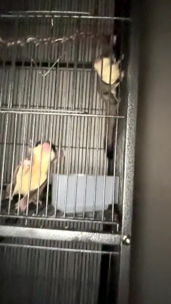 Sugar Glider rodents for sale: Bonded pair of sugar gliders  in Rochester - Video 1