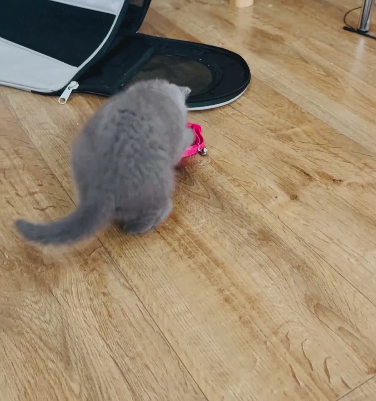 British Shorthair cats for sale: Beautiful Blue British Shorthair Kitten Gorgeous  - Video 1