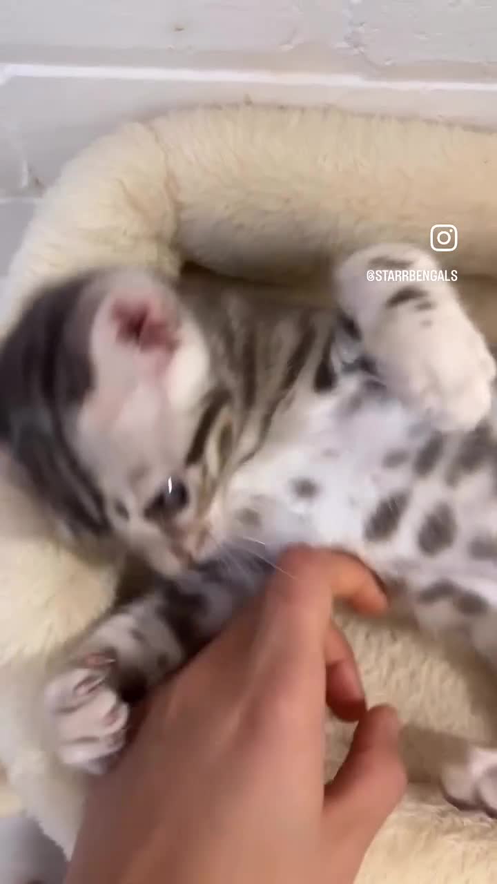 Bengal cats for sale: 🌟pedigree bengal kittens🌟 - Video 2