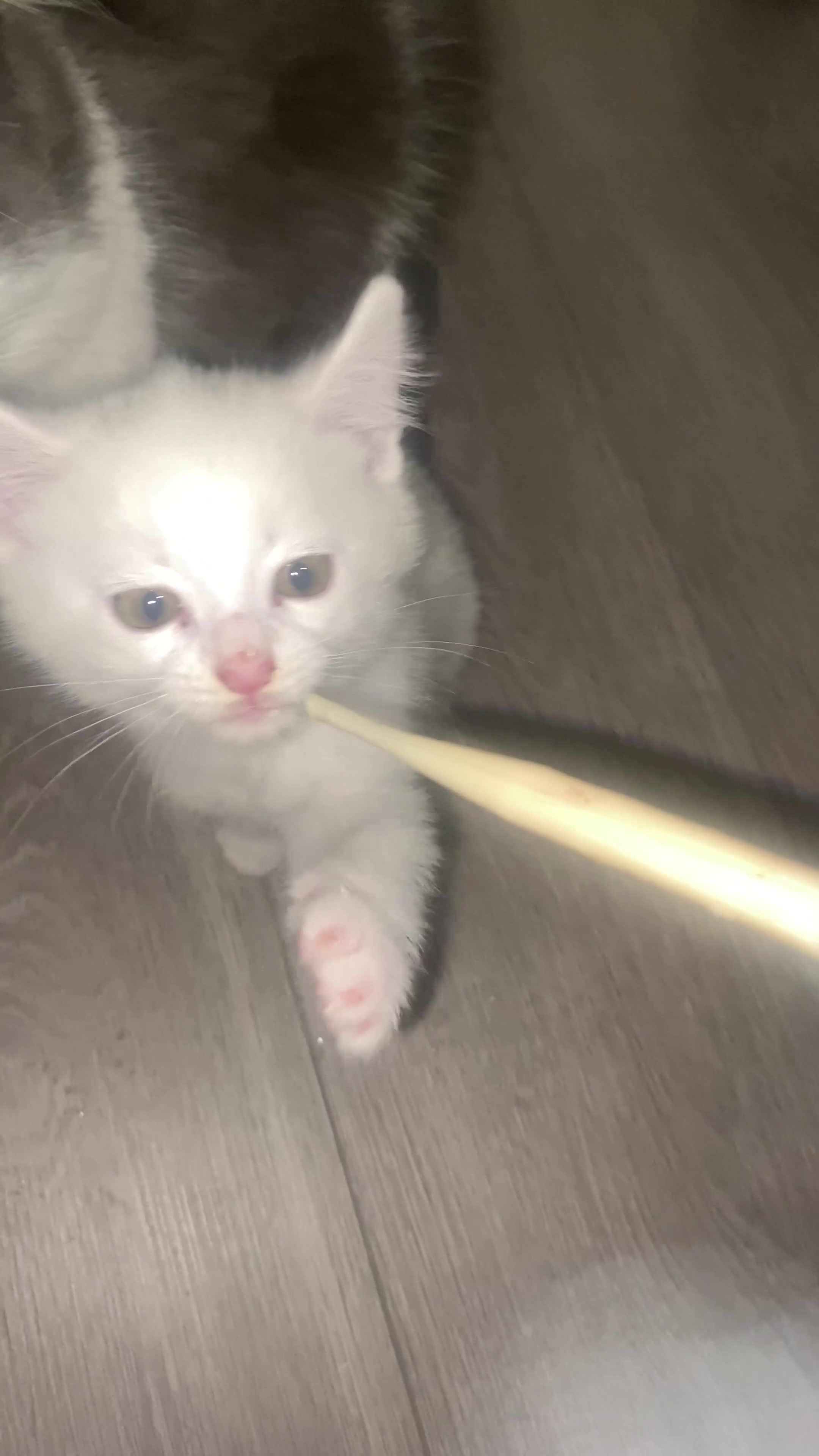 Domestic Shorthair cats for sale: Male/female kittens - Video 1