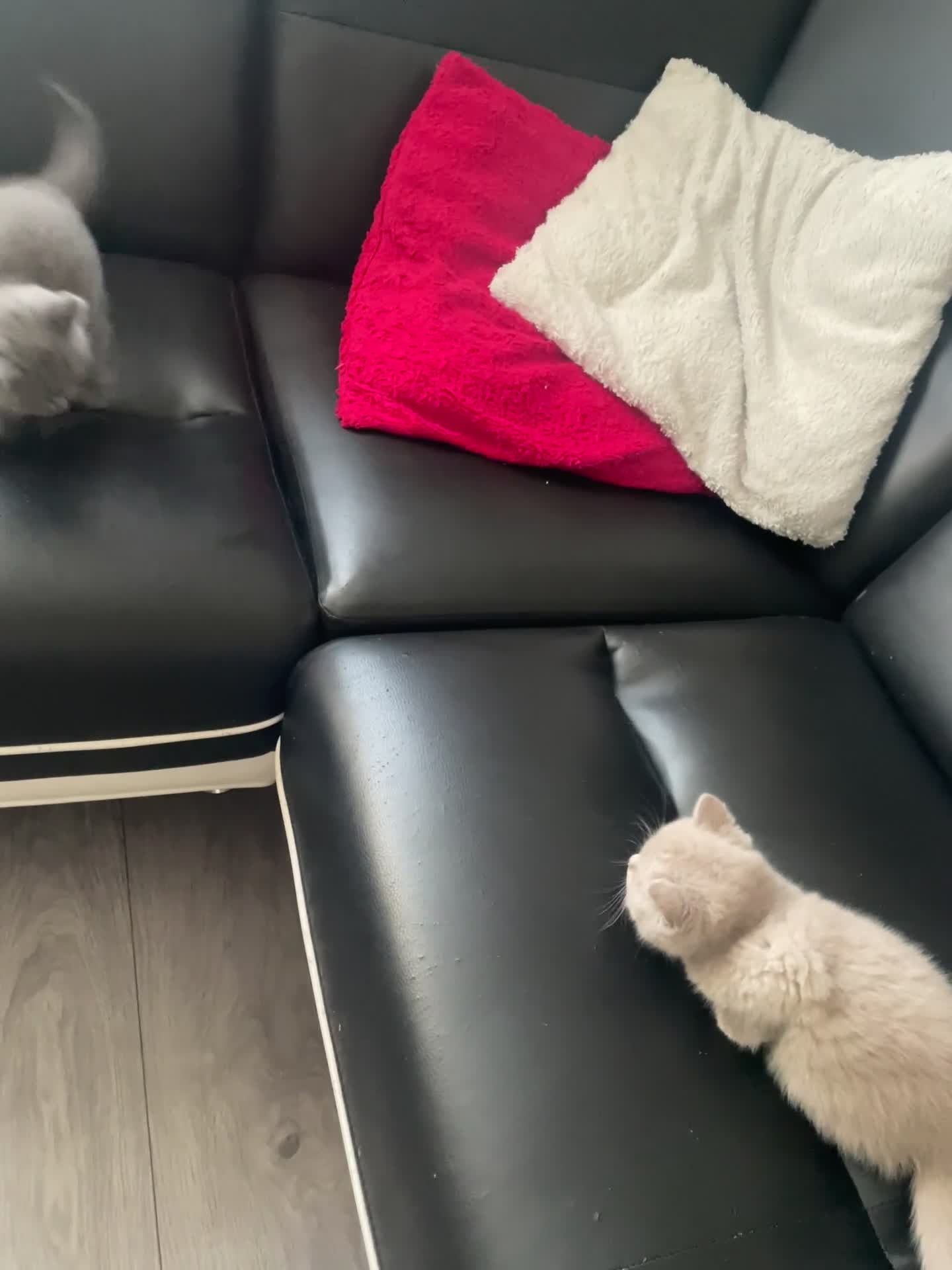 British Shorthair cats for sale: Wonderful, fluffy British Shorthair kittens - Video 4