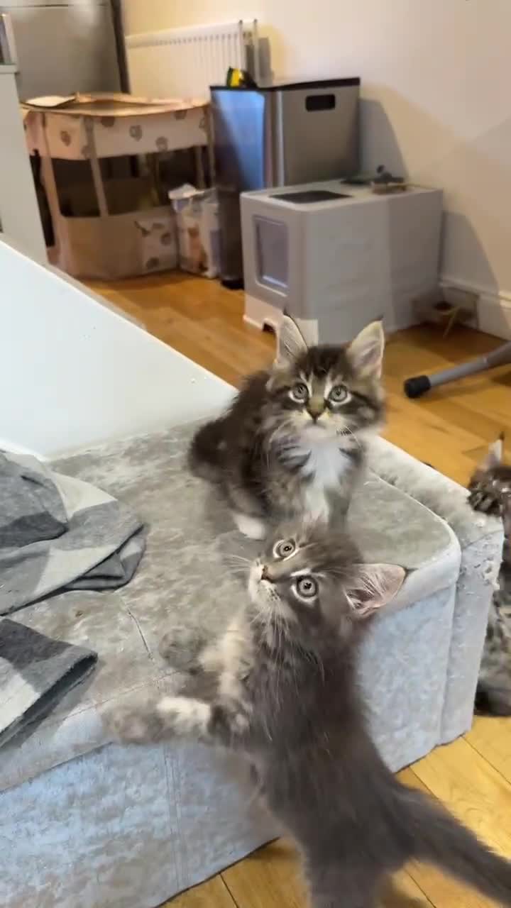 Maine Coon cats for sale: XL pure Maine coon kittens 💖 in Wellingborough - Video 1