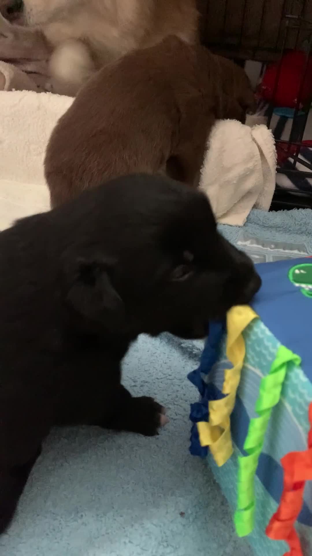 Mixed Breed dogs for sale: Collie mix pups in Gloucester - Video 1