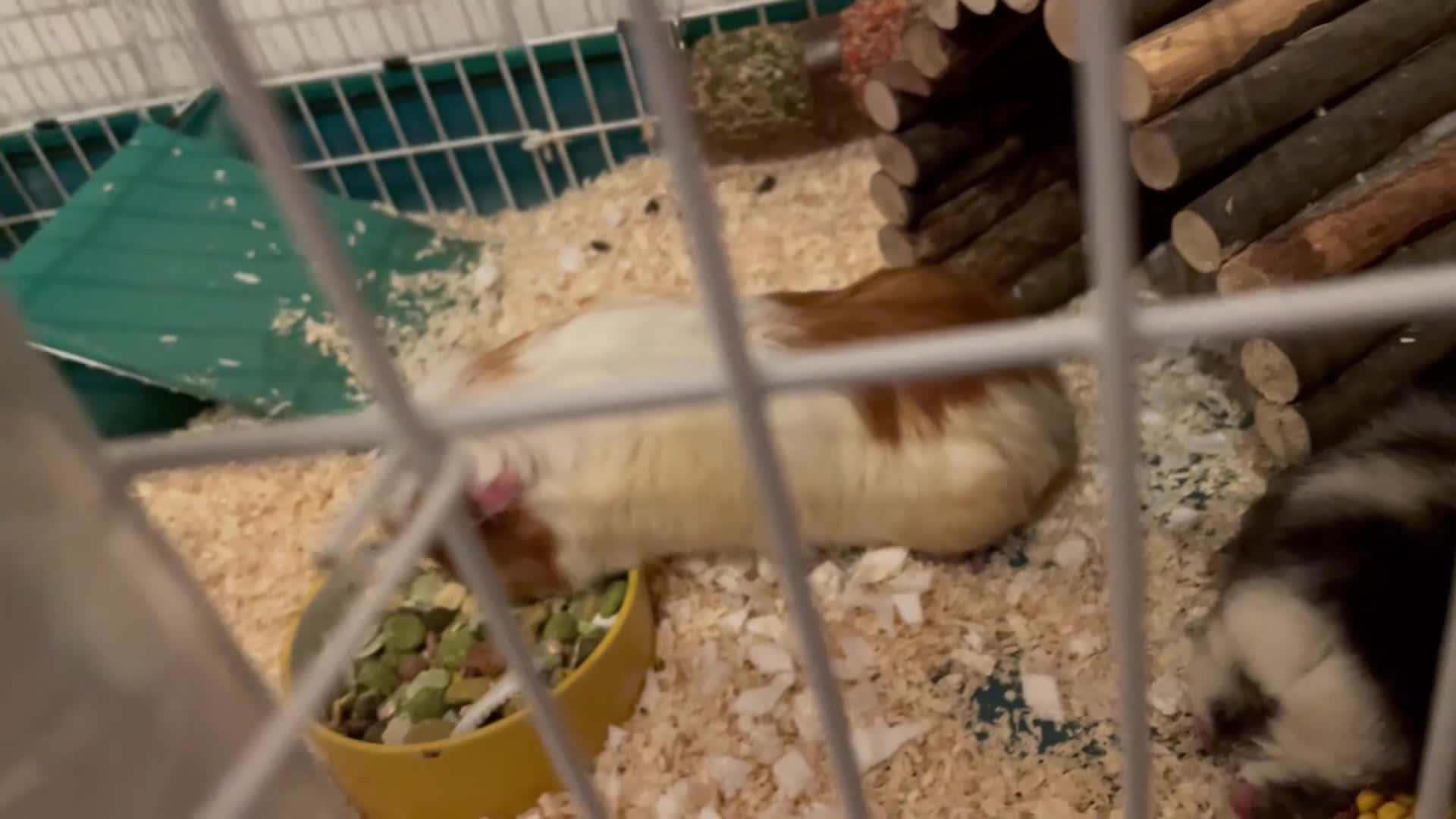 Guinea Pig rodents for sale: Two Female Guinea Pigs For Sale - Video 2