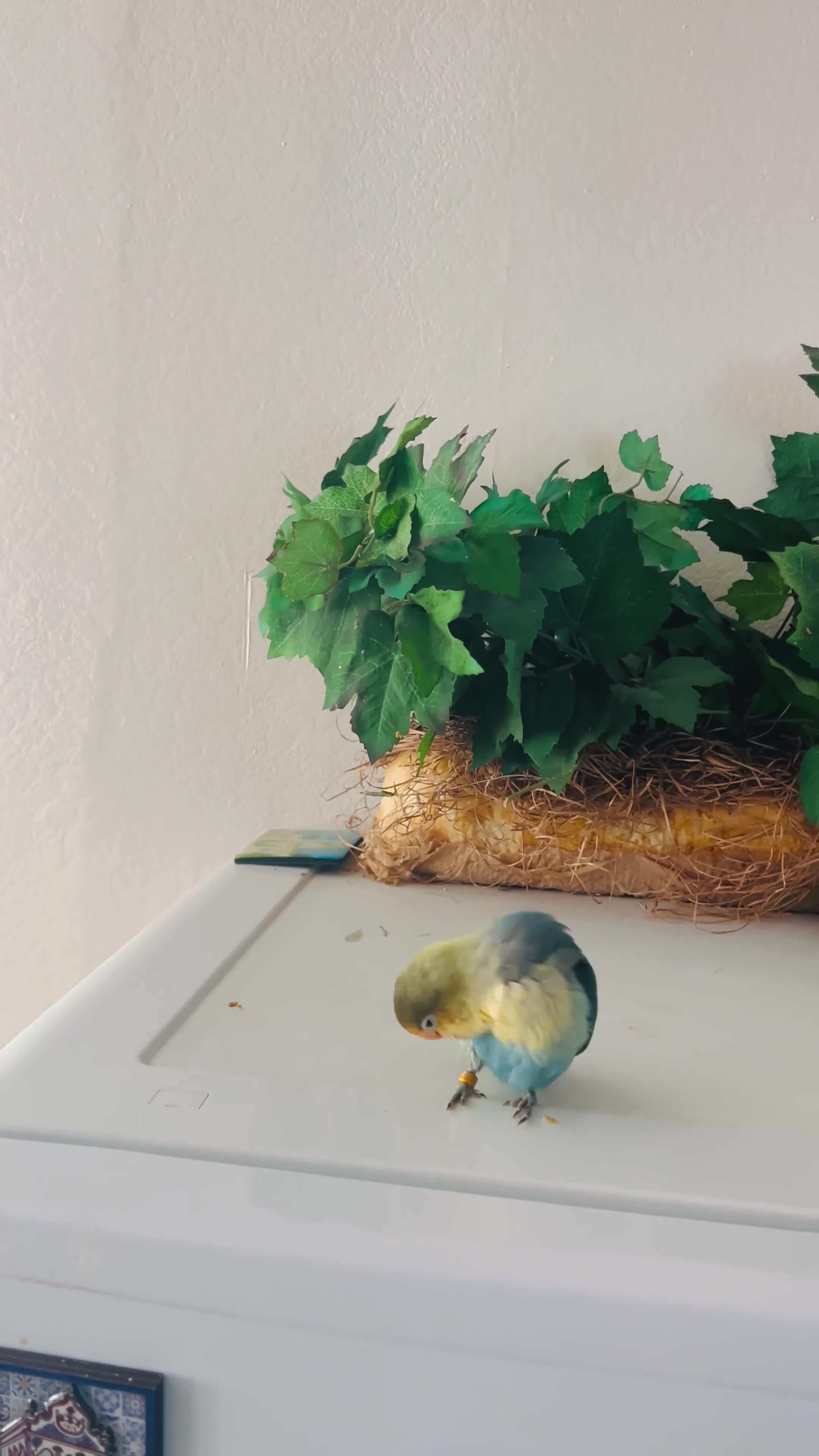 Lovebirds birds for sale: Tame Lovebird Babies – Rare Colours - Video 4