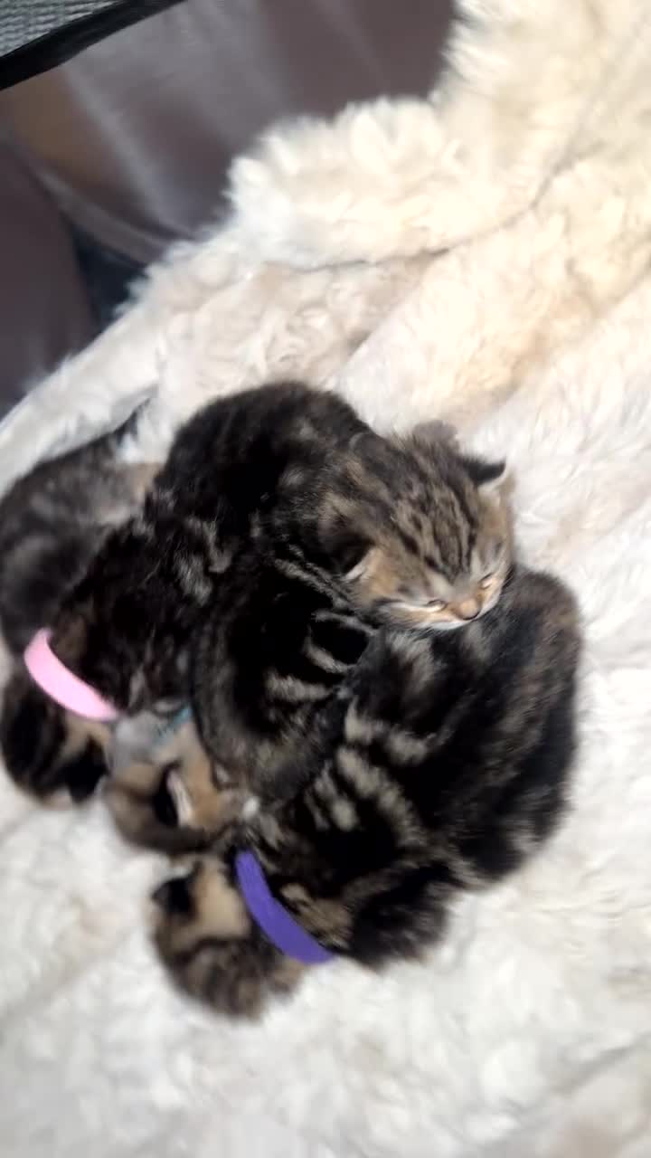 British Shorthair cats for sale: British short hair kittens  - Video 5