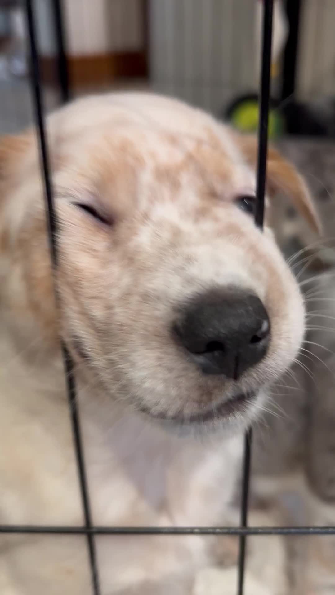 Mixed Breed dogs for sale: Stunning Border Heeler Puppies - Video 1