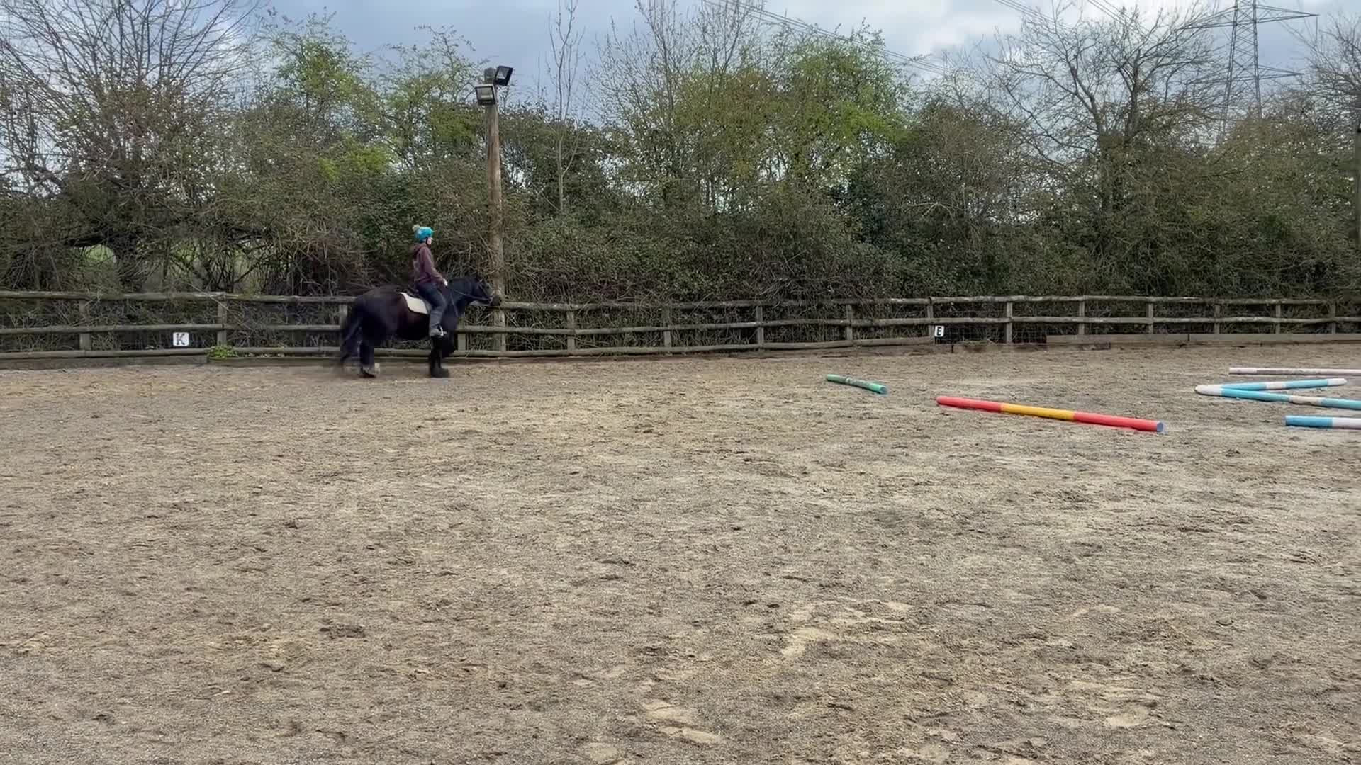 Riding pony horses for sale: Project Pony 13.1hh Cob Gelding - Video 1