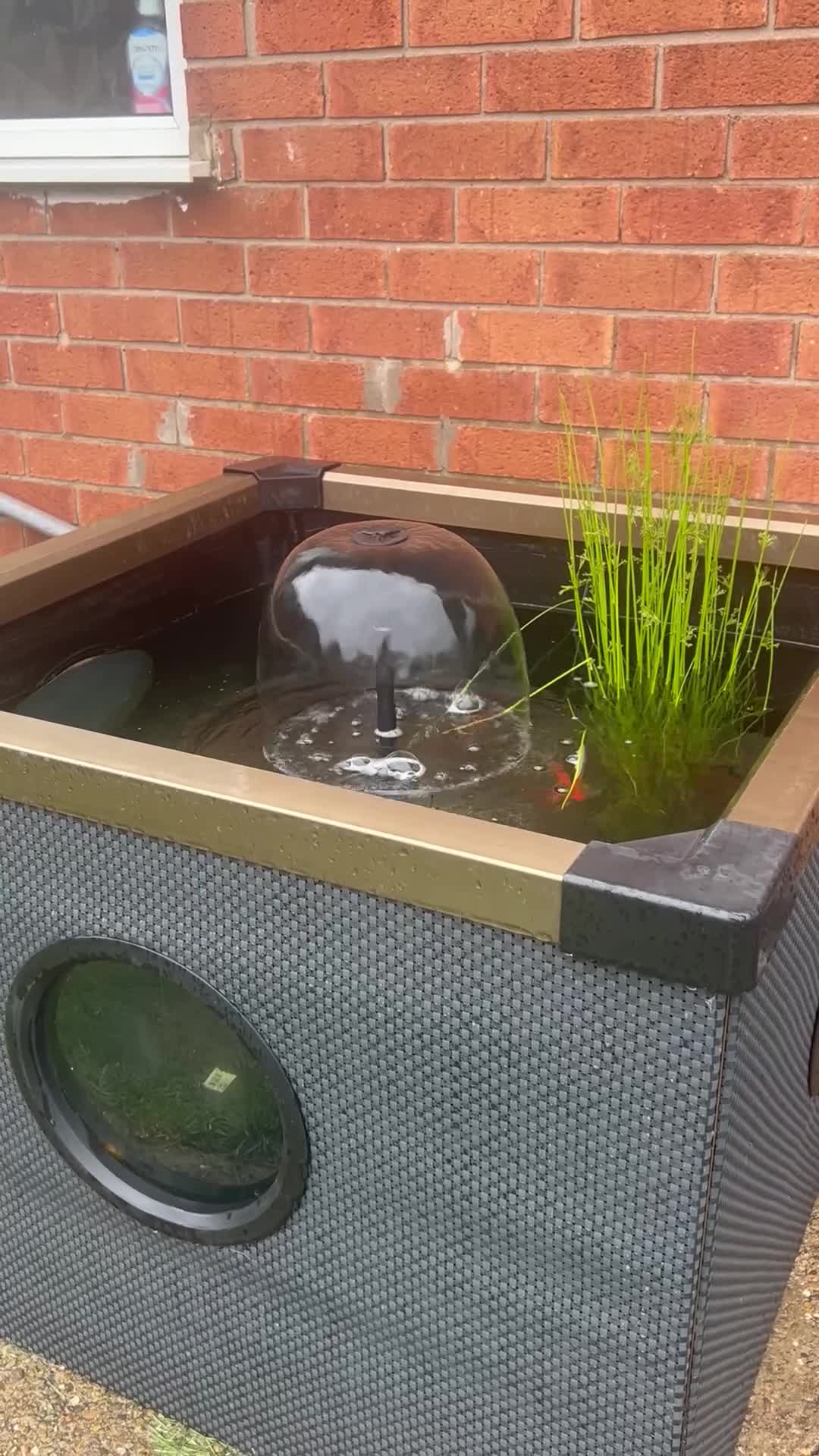 Goldfish fish for sale: Blagdon fish pond  - Video 1