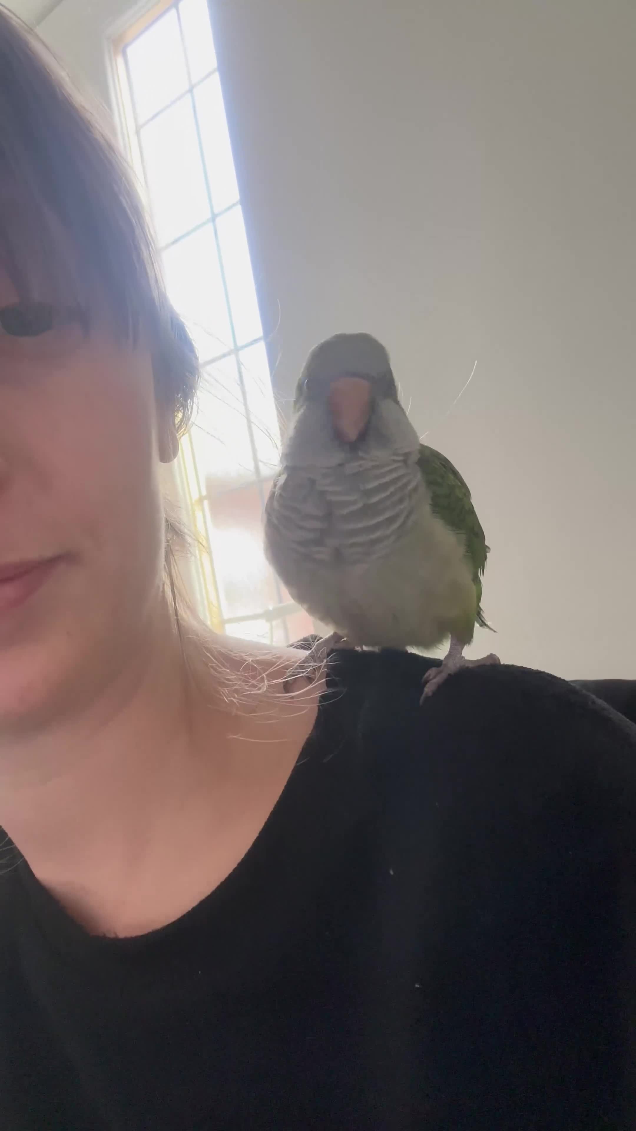 Parrots birds for sale: Rocky -Quaker  - Video 1