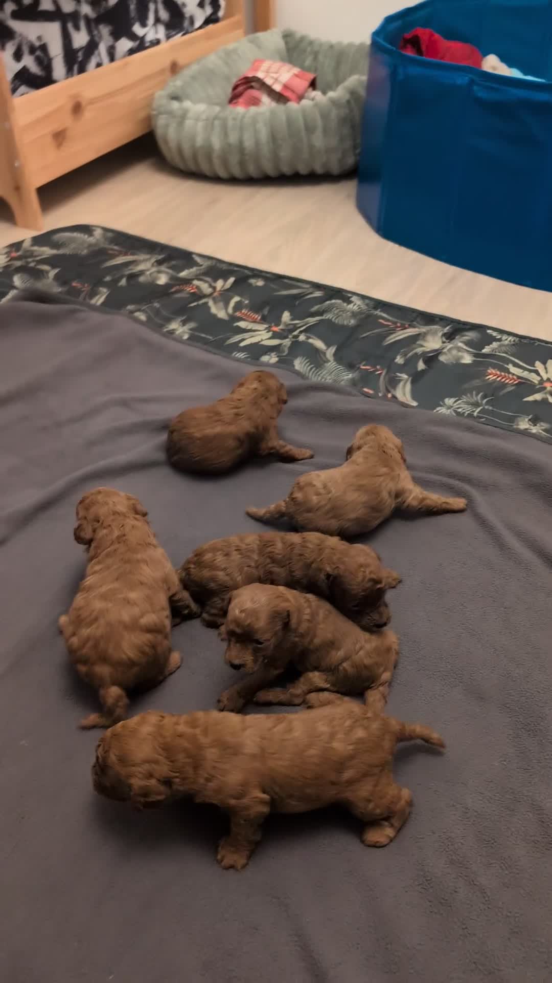 Toy Poodle dogs for sale: Pedigree Toy Poodle Puppies - Video 1
