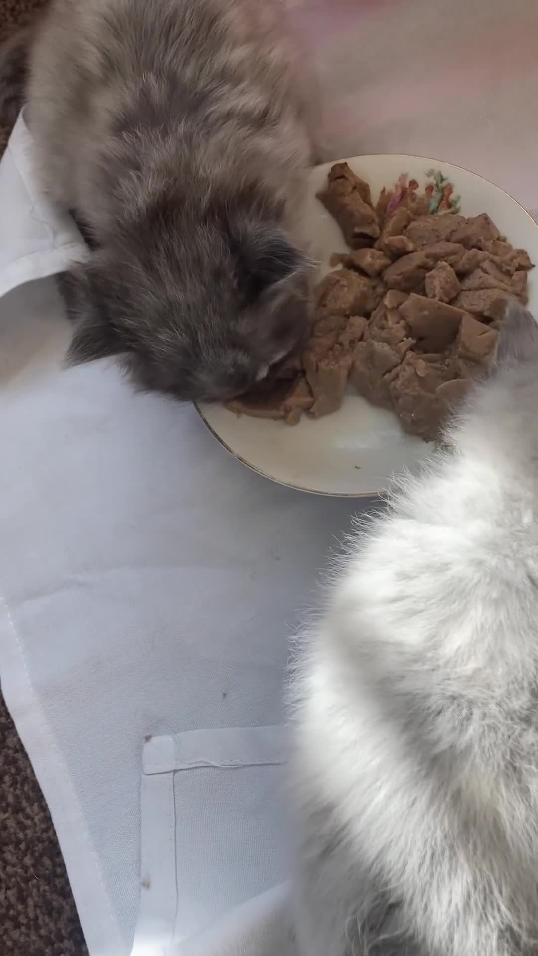 Mixed Breed cats for sale: Exotic person cross,   polish pedigree mane coin in Pontefract - Video 2