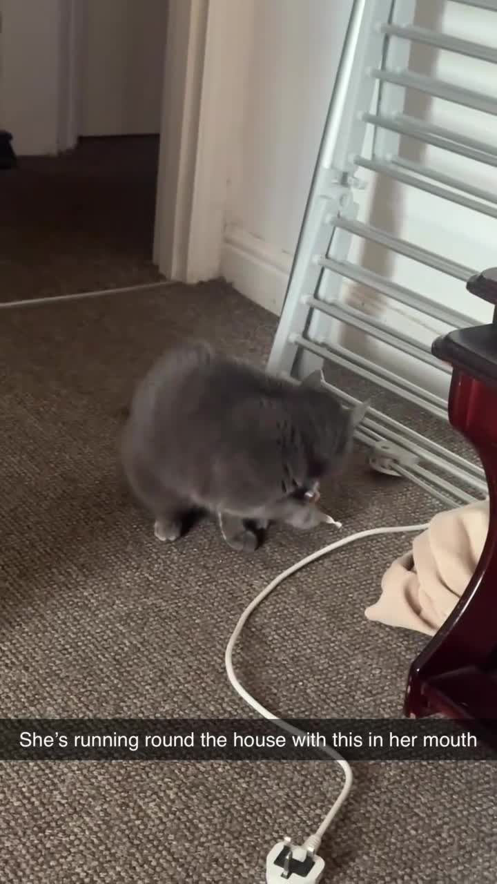 Mixed Breed cats for sale: Shadow 3yrs old  - Video 1