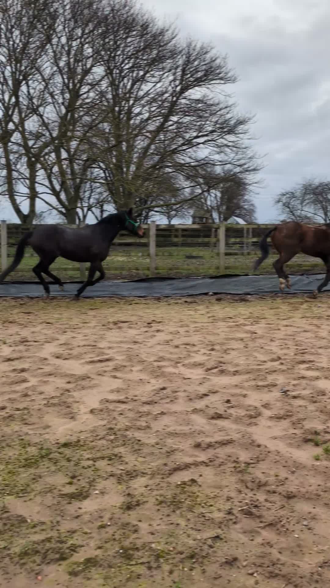 English Thoroughbred horses for sale: Two horses for sale - Video 1